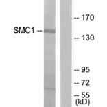 Western Blot - Anti-SMC1 Antibody (B7217) - Antibodies.com