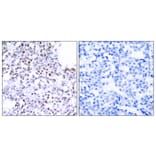 Immunohistochemistry - Anti-SMC1 Antibody (B7217) - Antibodies.com