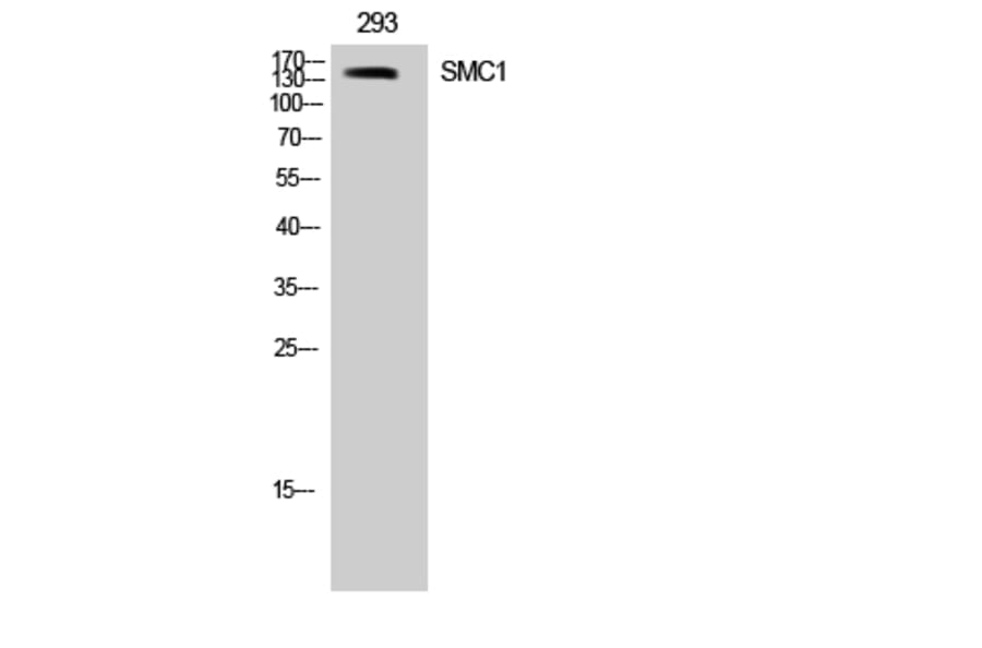 Western Blot - Anti-SMC1 Antibody (B7217) - Antibodies.com