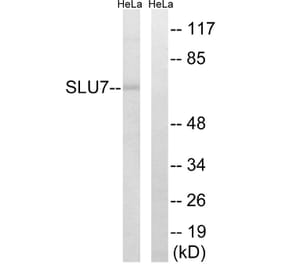 Western Blot - Anti-SLU7 Antibody (C17858) - Antibodies.com