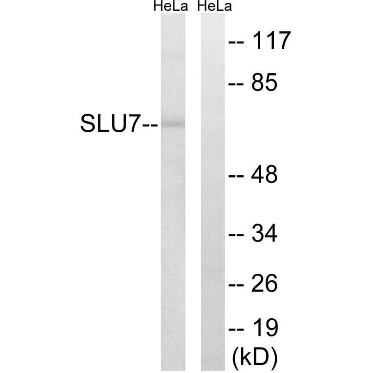 Western Blot - Anti-SLU7 Antibody (C17858) - Antibodies.com