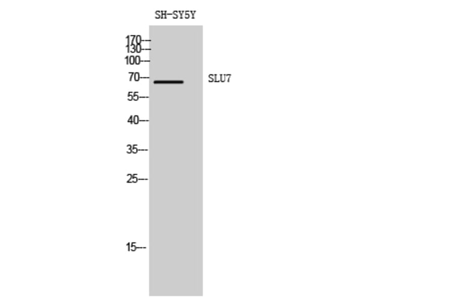 Western Blot - Anti-SLU7 Antibody (C17858) - Antibodies.com
