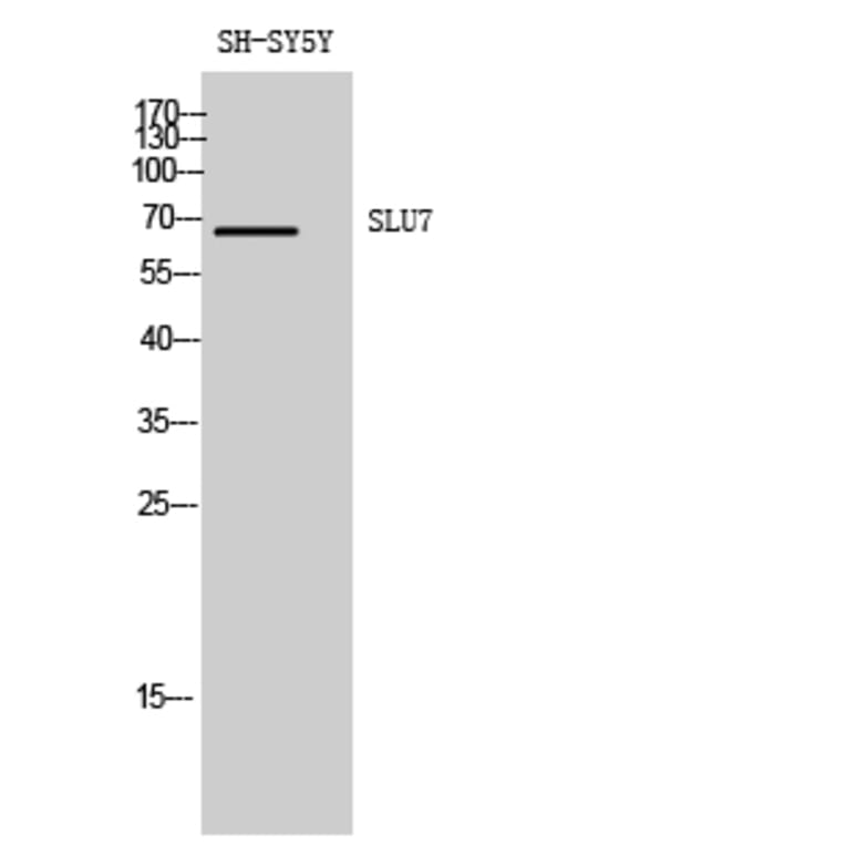 Western Blot - Anti-SLU7 Antibody (C17858) - Antibodies.com