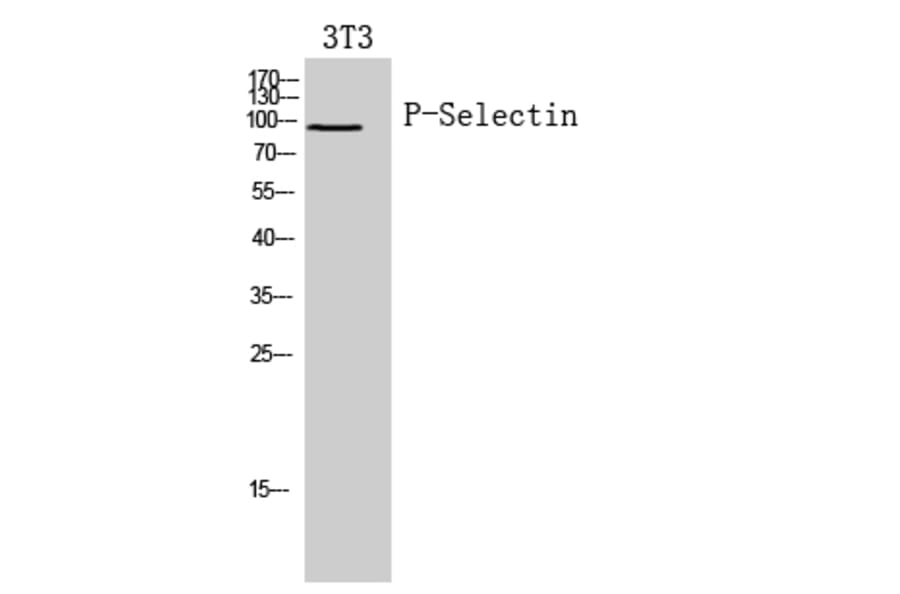 Western Blot - Anti-SELP Antibody (C30371) - Antibodies.com