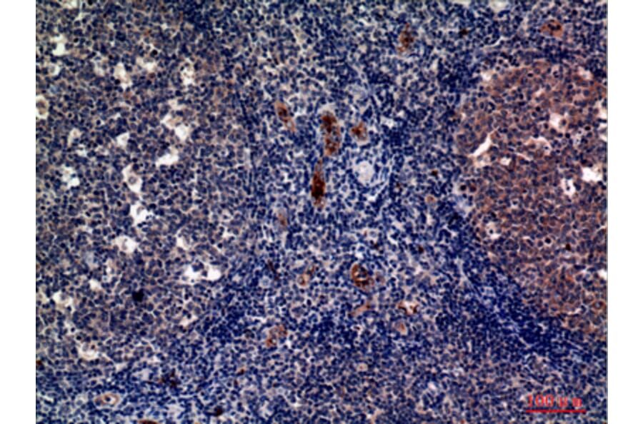 Immunohistochemistry - Anti-SELP Antibody (C30371) - Antibodies.com
