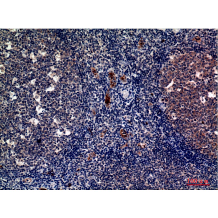 Immunohistochemistry - Anti-SELP Antibody (C30371) - Antibodies.com