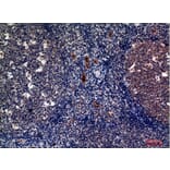 Immunohistochemistry - Anti-SELP Antibody (C30371) - Antibodies.com