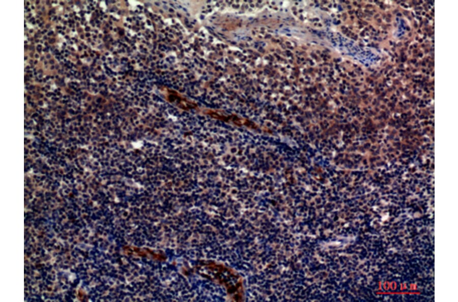 Immunohistochemistry - Anti-SELP Antibody (C30371) - Antibodies.com