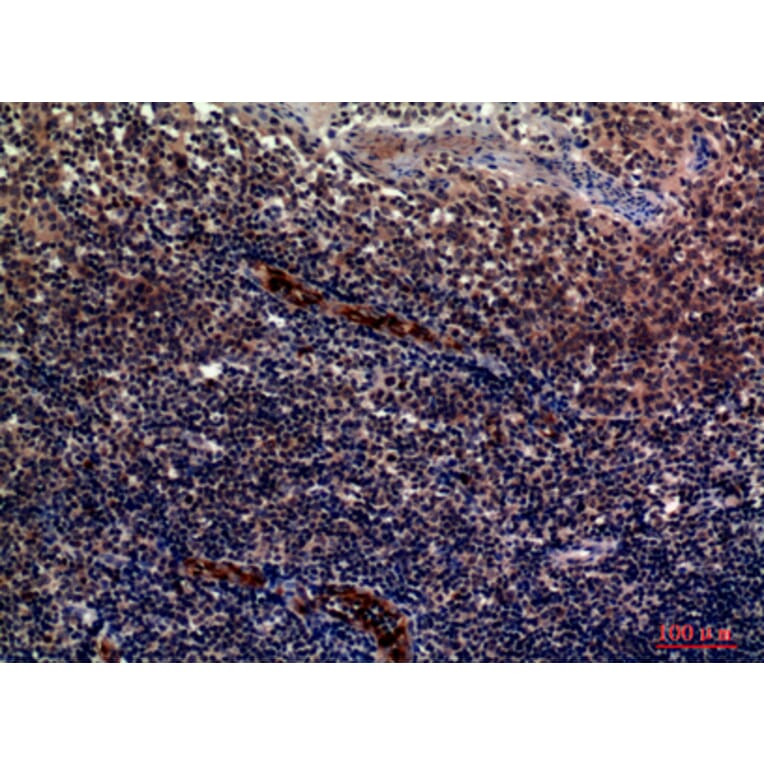 Immunohistochemistry - Anti-SELP Antibody (C30371) - Antibodies.com