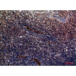 Immunohistochemistry - Anti-SELP Antibody (C30371) - Antibodies.com