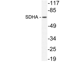 Western Blot - Anti-SDHA Antibody (R12-2348) - Antibodies.com