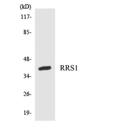 Western Blot - Anti-RRS1 Antibody (R12-3470) - Antibodies.com