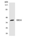 Western Blot - Anti-RRS1 Antibody (R12-3470) - Antibodies.com