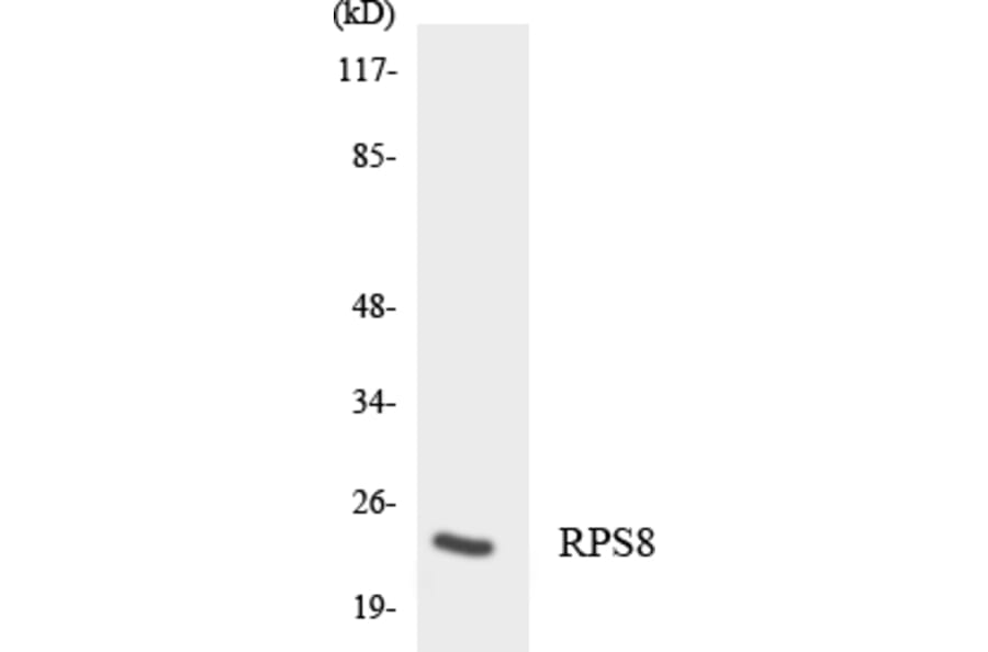 Western Blot - Anti-RPS8 Antibody (R12-3466) - Antibodies.com