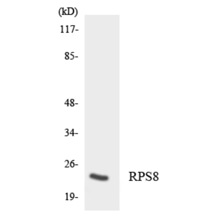Western Blot - Anti-RPS8 Antibody (R12-3466) - Antibodies.com