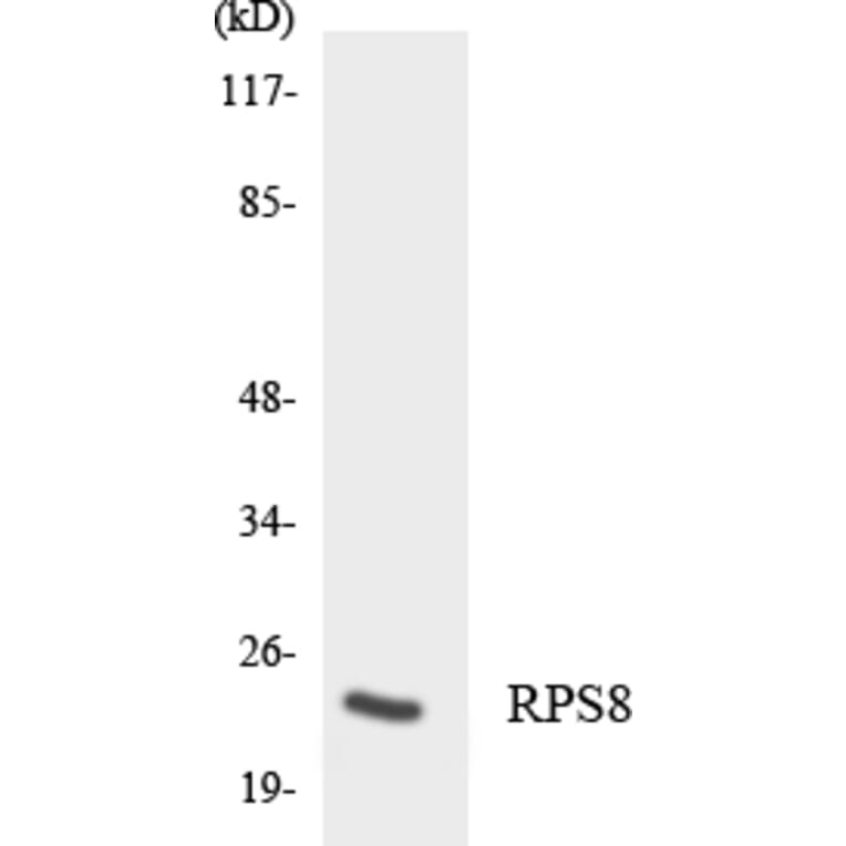 Western Blot - Anti-RPS8 Antibody (R12-3466) - Antibodies.com