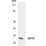 Western Blot - Anti-RPS8 Antibody (R12-3466) - Antibodies.com