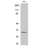 Western Blot - Anti-RPS2 Antibody (C14105) - Antibodies.com