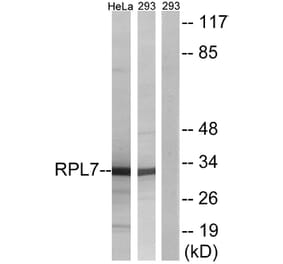 Western Blot - Anti-RPL7 Antibody (C14189) - Antibodies.com