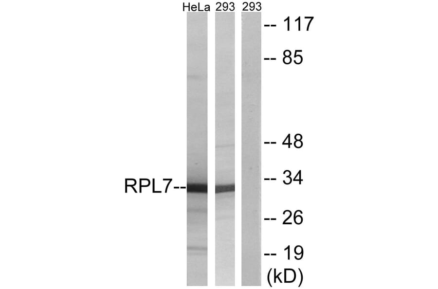 Western Blot - Anti-RPL7 Antibody (C14189) - Antibodies.com