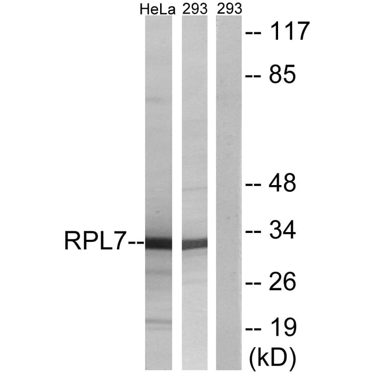 Western Blot - Anti-RPL7 Antibody (C14189) - Antibodies.com