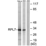 Western Blot - Anti-RPL7 Antibody (C14189) - Antibodies.com