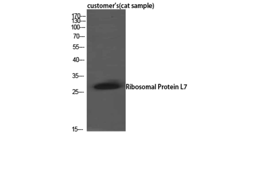Western Blot - Anti-RPL7 Antibody (C14189) - Antibodies.com