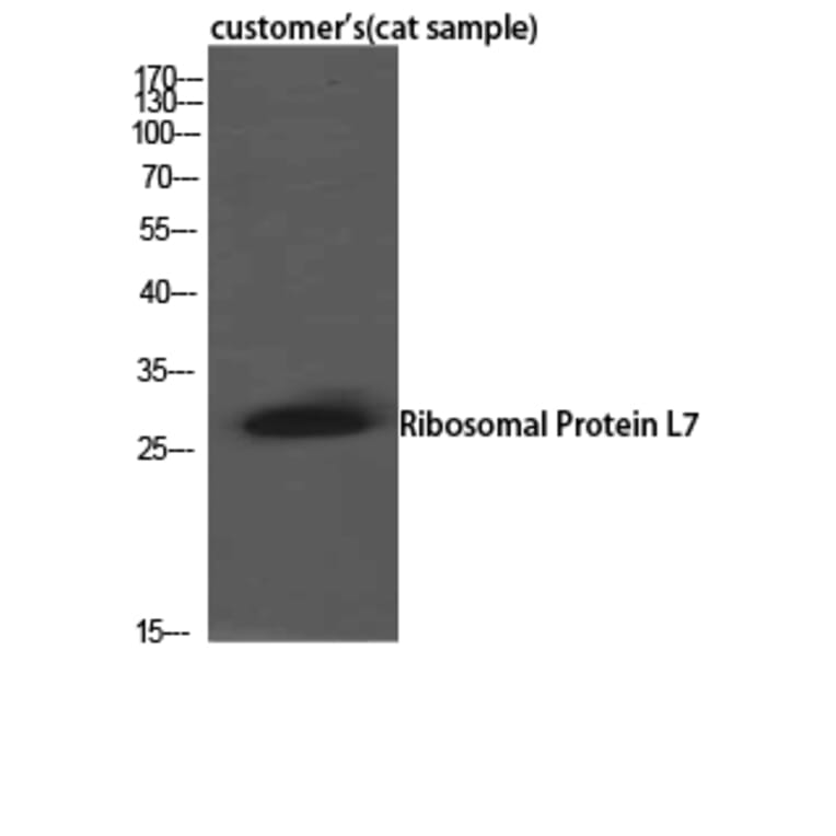 Western Blot - Anti-RPL7 Antibody (C14189) - Antibodies.com