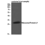 Western Blot - Anti-RPL7 Antibody (C14189) - Antibodies.com