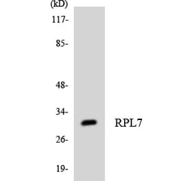 Western Blot - Anti-RPL7 Antibody (R12-3459) - Antibodies.com