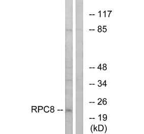 Western Blot - Anti-RPC8 Antibody (C15481) - Antibodies.com