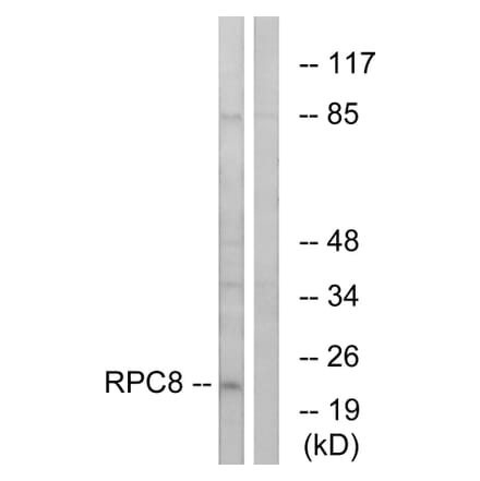 Western Blot - Anti-RPC8 Antibody (C15481) - Antibodies.com