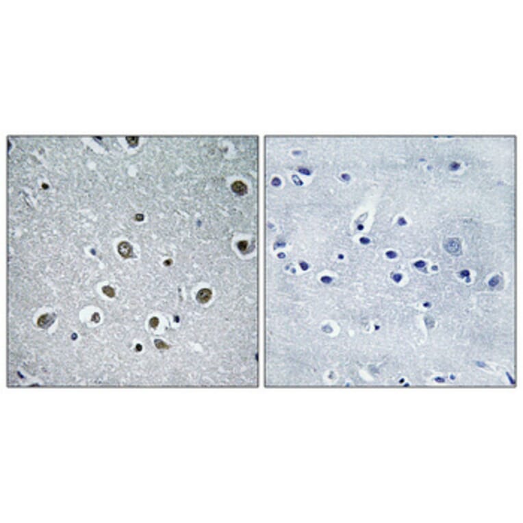 Immunohistochemistry - Anti-RPC8 Antibody (C15481) - Antibodies.com