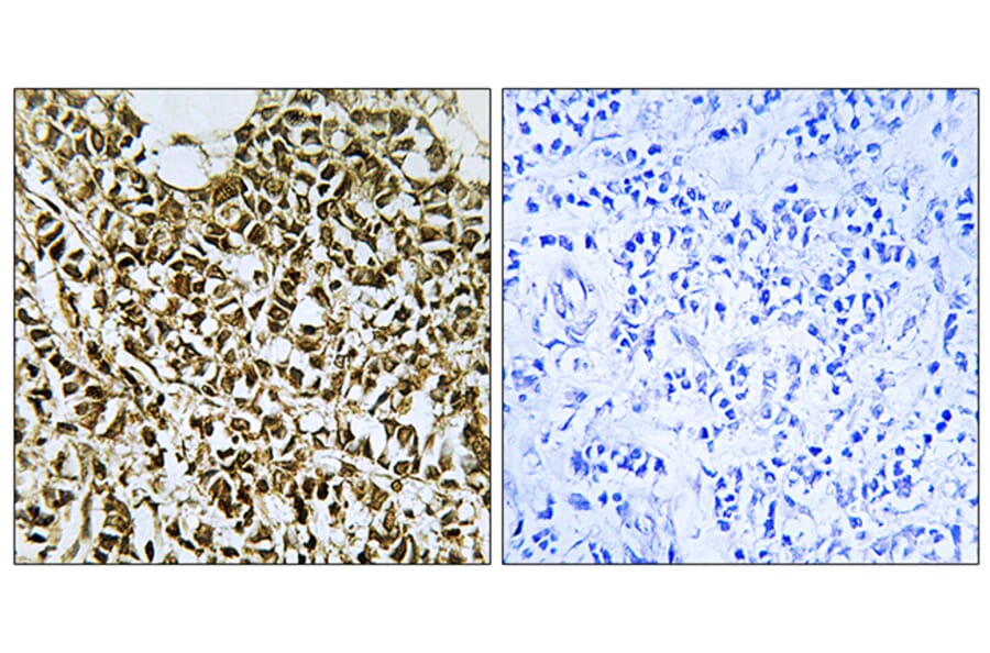 Immunohistochemistry - Anti-RPC5 Antibody (C15478) - Antibodies.com