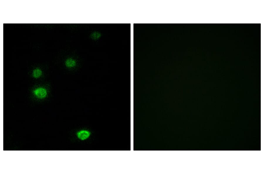 Immunofluorescence - Anti-RPC5 Antibody (C15478) - Antibodies.com