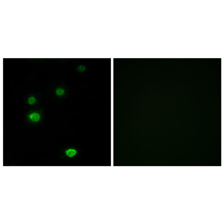 Immunofluorescence - Anti-RPC5 Antibody (C15478) - Antibodies.com