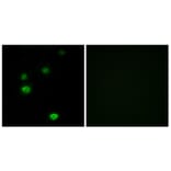 Immunofluorescence - Anti-RPC5 Antibody (C15478) - Antibodies.com