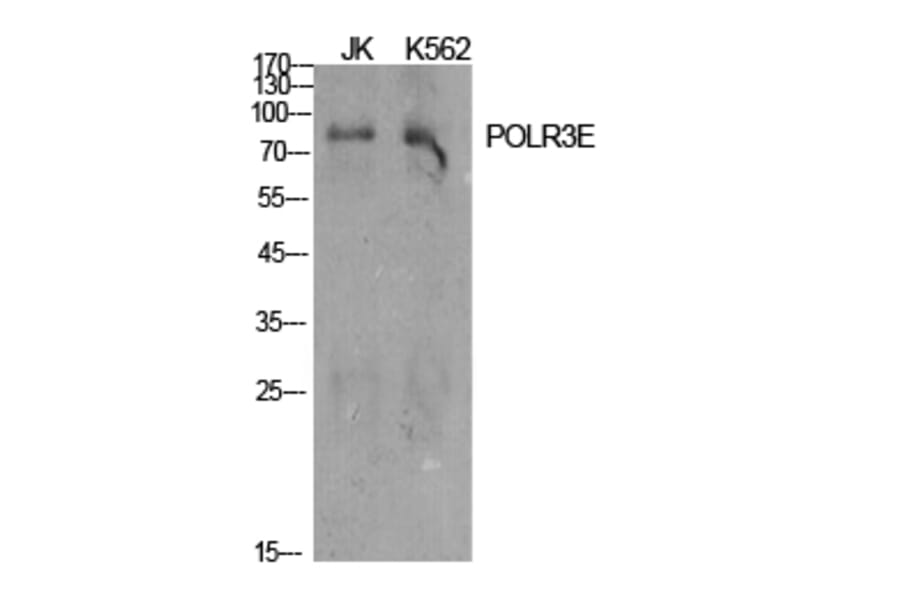 Western Blot - Anti-RPC5 Antibody (C15478) - Antibodies.com