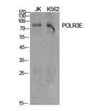 Western Blot - Anti-RPC5 Antibody (C15478) - Antibodies.com