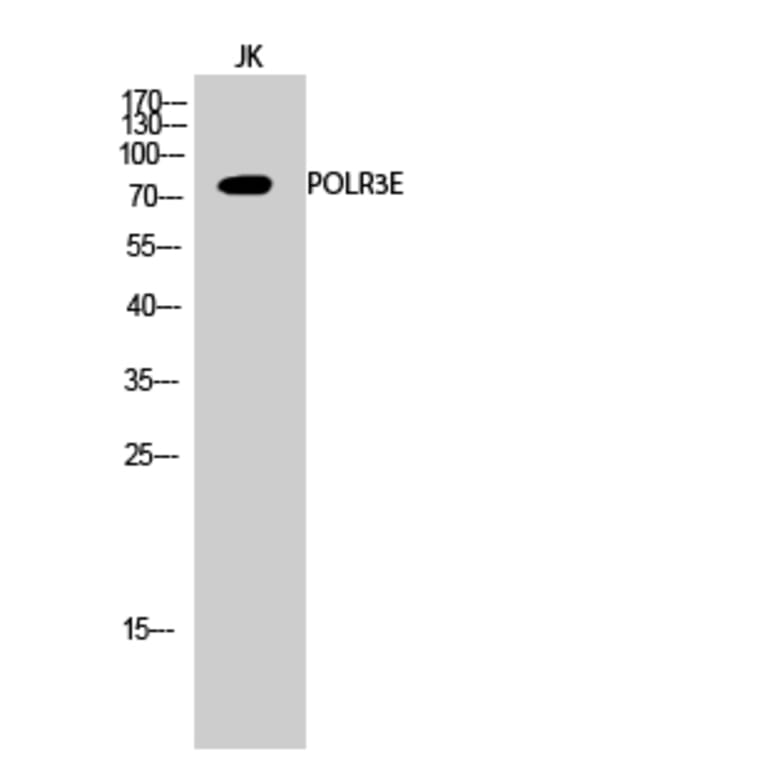 Western Blot - Anti-RPC5 Antibody (C15478) - Antibodies.com