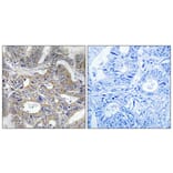 Immunohistochemistry - Anti-RPC5 Antibody (C15478) - Antibodies.com