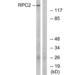 Western Blot - Anti-RPC2 Antibody (C15475) - Antibodies.com