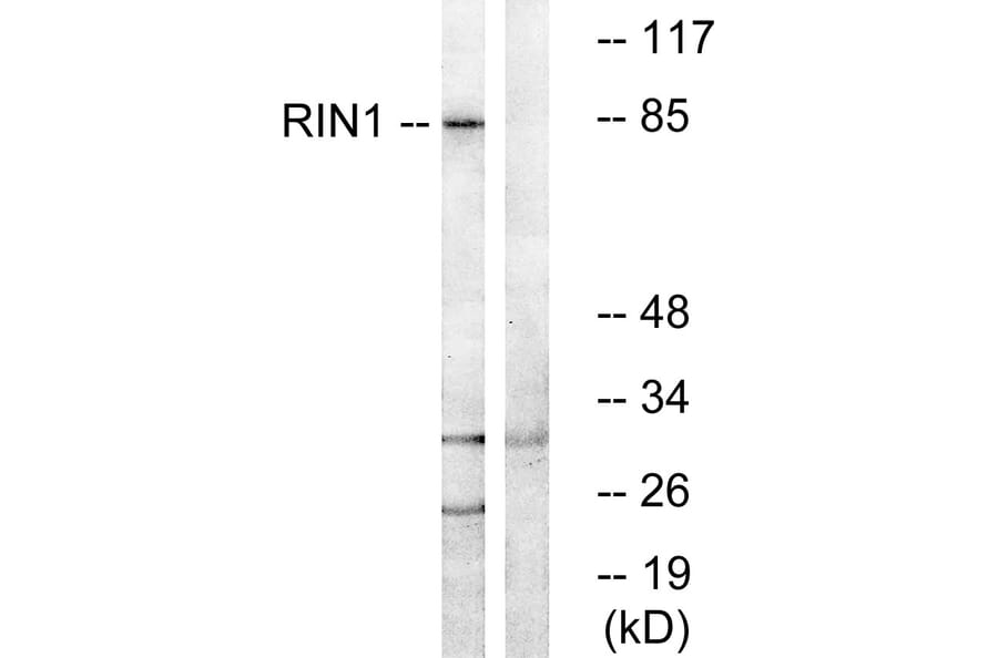 Western Blot - Anti-RIN1 Antibody (C18175) - Antibodies.com