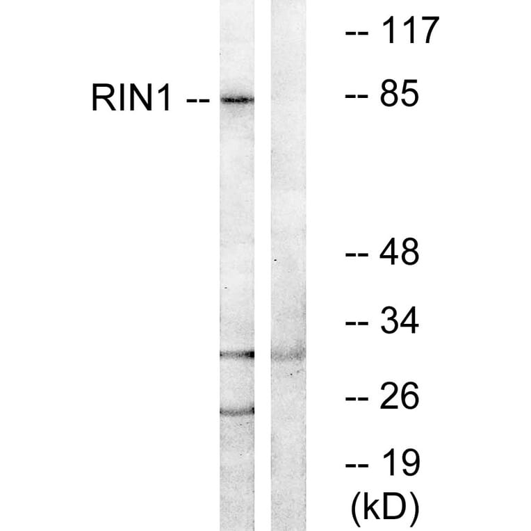 Western Blot - Anti-RIN1 Antibody (C18175) - Antibodies.com