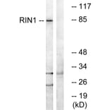 Western Blot - Anti-RIN1 Antibody (C18175) - Antibodies.com