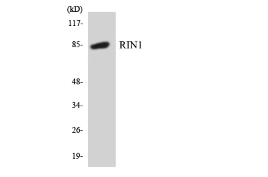 Western Blot - Anti-RIN1 Antibody (R12-3442) - Antibodies.com