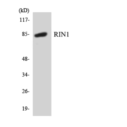 Western Blot - Anti-RIN1 Antibody (R12-3442) - Antibodies.com