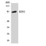 Western Blot - Anti-RIN1 Antibody (R12-3442) - Antibodies.com