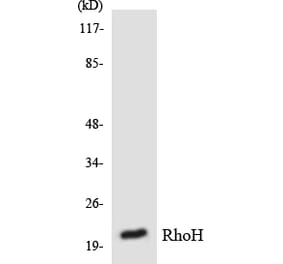 Western Blot - Anti-RhoH Antibody (R12-3440) - Antibodies.com