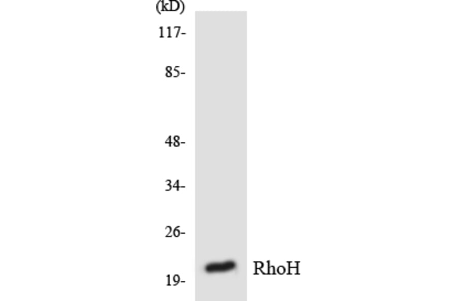Western Blot - Anti-RhoH Antibody (R12-3440) - Antibodies.com